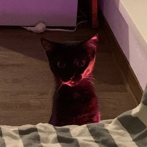 small to medium-sized cats indoor felidae