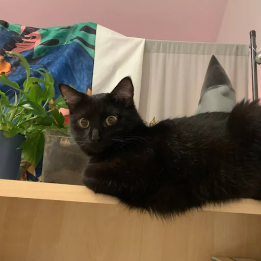 animal indoor small to medium-sized cats