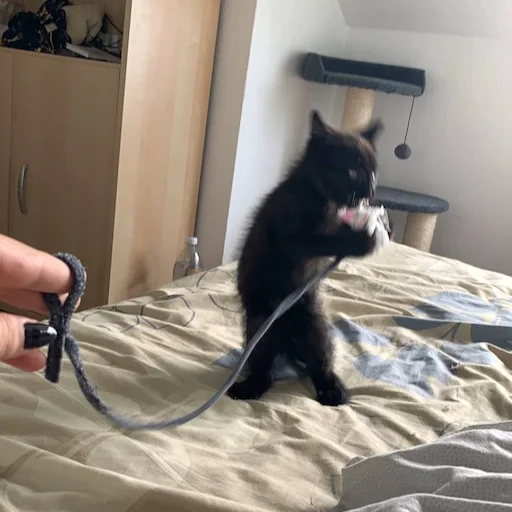 indoor wall small to medium-sized cats