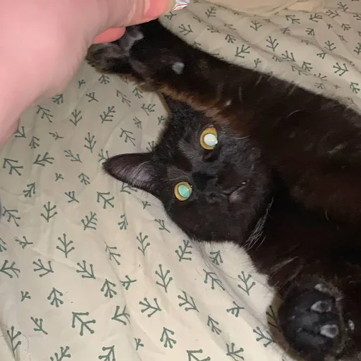 domestic cat small to medium-sized cats cat