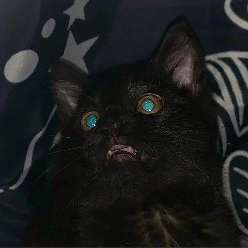 animal cat domestic cat