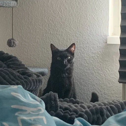 small to medium-sized cats indoor felidae