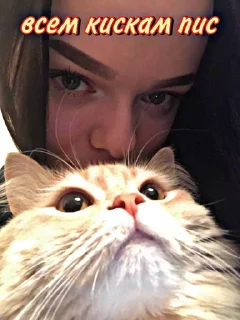 Стикер шпаклегинова - 0