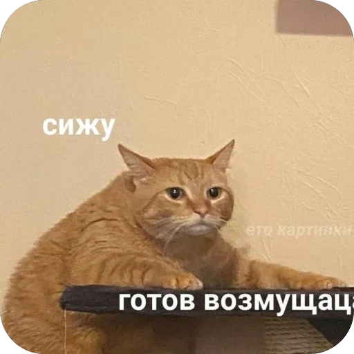 text small to medium-sized cats animal