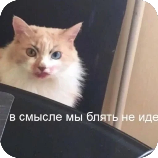 лол кек чебурек - animal