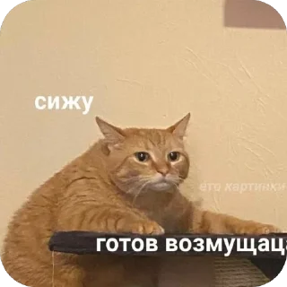 text small to medium-sized cats animal