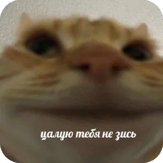 small to medium-sized cats animal cat