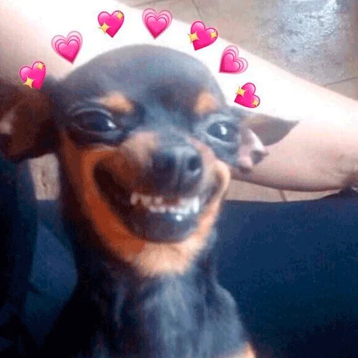 собака порода собак животное