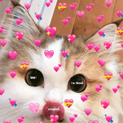 small to medium-sized cats cat felidae