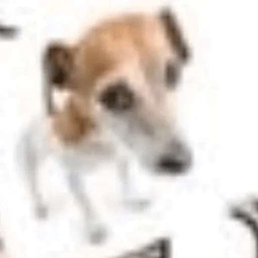 dog breed pet greyhound