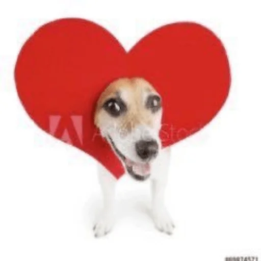 animal dog breed pet