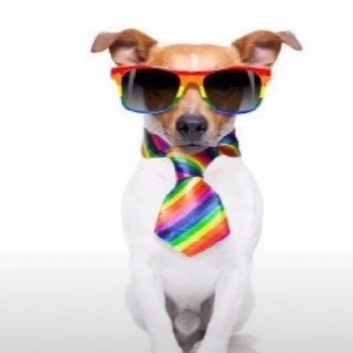 animal collar dog breed