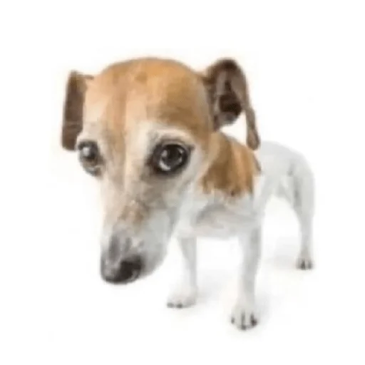 mammal dog breed animal