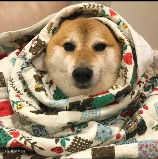 Стикер 𝐂𝐔𝐓𝐄 𝐂𝐇𝐄𝐄𝐌𝐒 | @lonely_weeb - 11