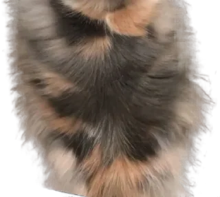 Sticker Long Komaru @komaru_GIF - 7