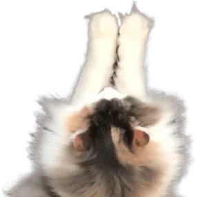 Sticker Long Komaru @komaru_GIF - 3