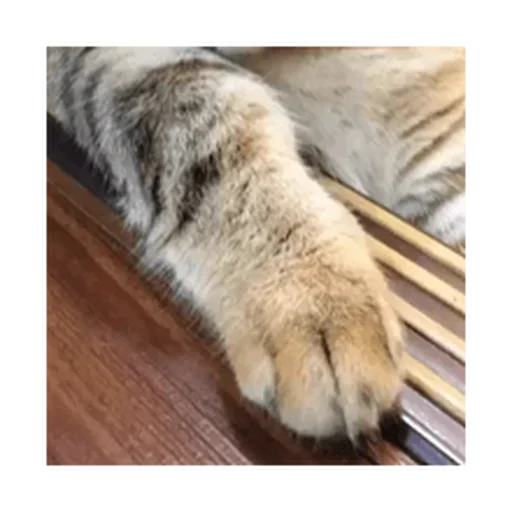 Стикер longpack_by_MoiStikiBot - 1