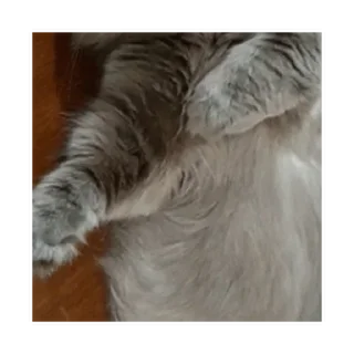 Sticker Looong animals @MoiStikiBot - 10