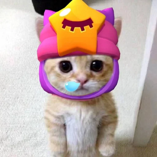 animal small to medium-sized cats felidae