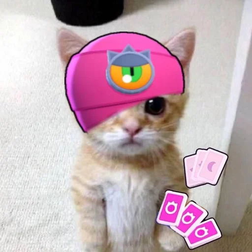 animal small to medium-sized cats cat