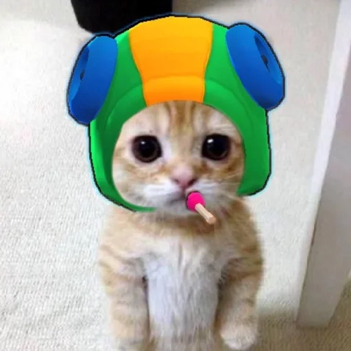 animal small to medium-sized cats felidae