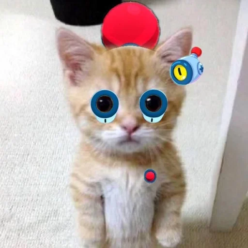 cat small to medium-sized cats animal