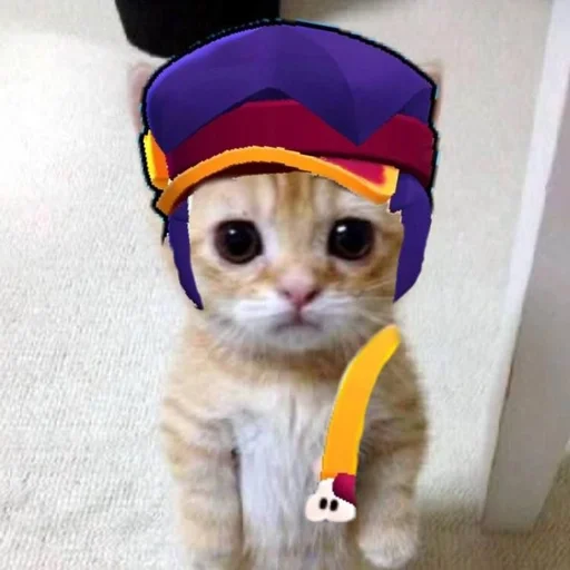 cat small to medium-sized cats indoor