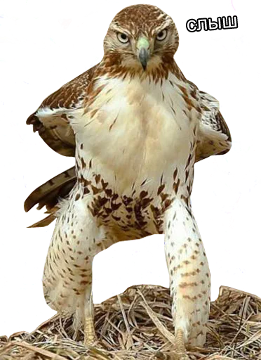 animal bird of prey bird