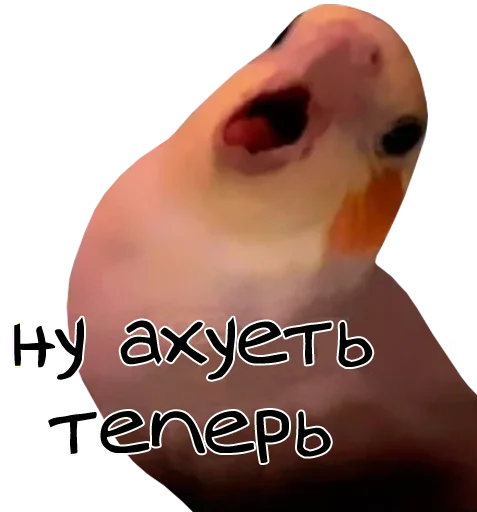 text animal bird