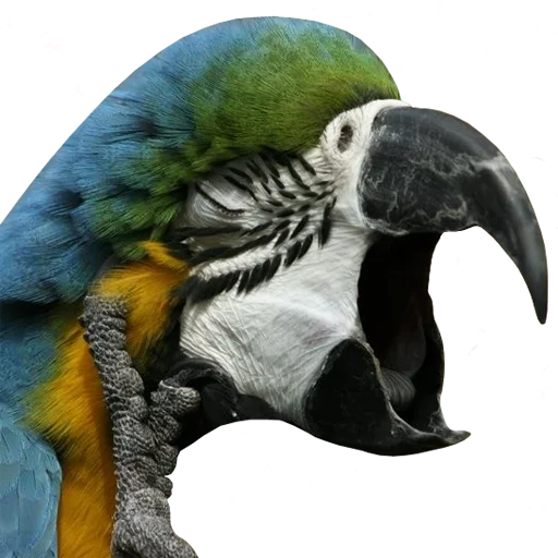 animal bird parrot