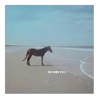 Sticker лошад - 1