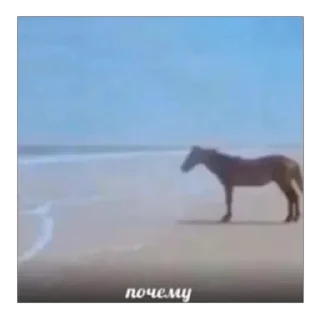 Sticker лошад - 3