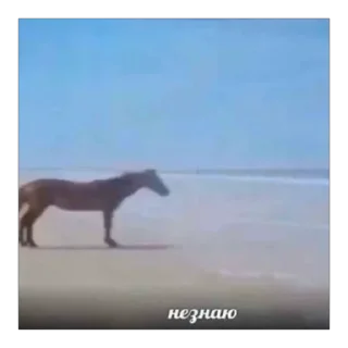 Sticker лошад - 2