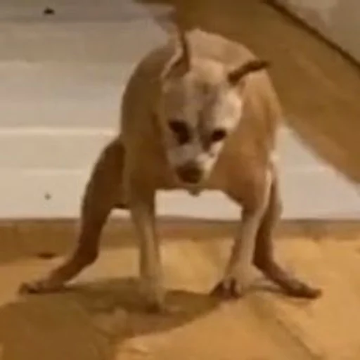 животное млекопитающее домашнее животное