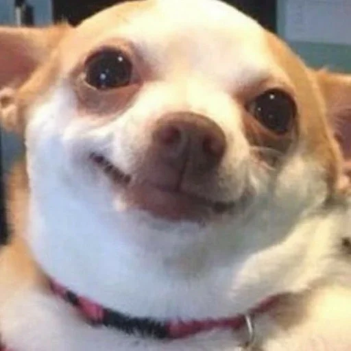 млекопитающее животное собака