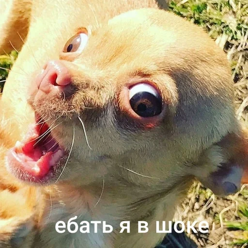 животное млекопитающее рыло