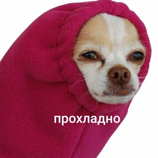 animal pet dog breed