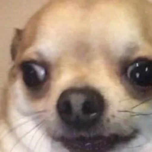 млекопитающее животное собака