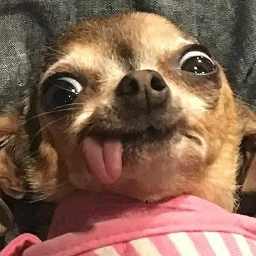 chihuahua pet dog breed