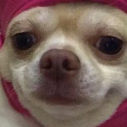 млекопитающее животное порода собак