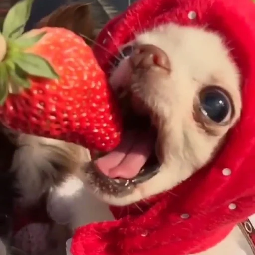 dog animal strawberry