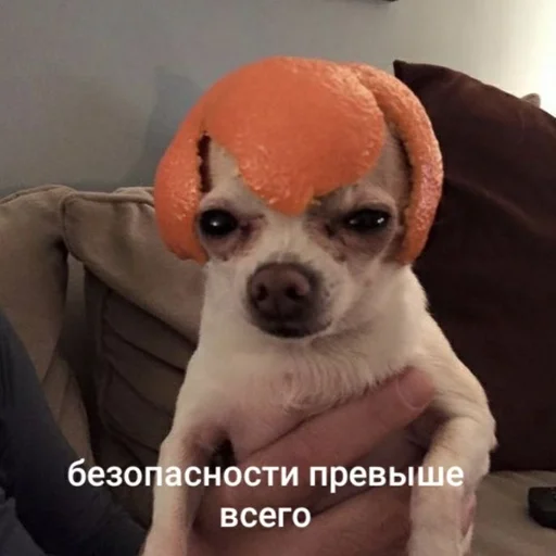 pet indoor dog breed