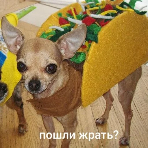 pet dog breed chihuahua