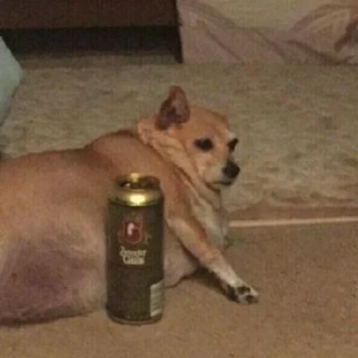 indoor pet dog breed