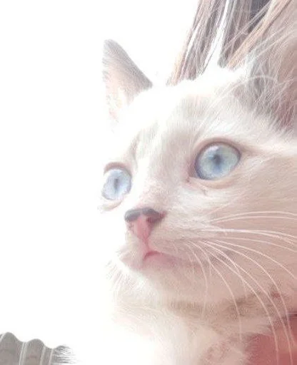 loshara :: @fStikBot - 