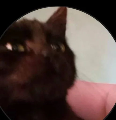 Стикер loshara :: @fStikBot - 7