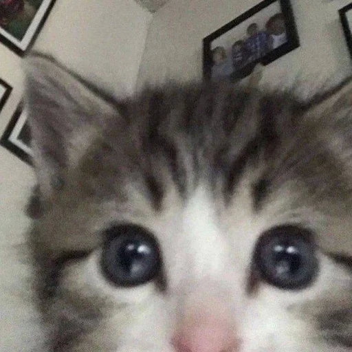 Стикер loshara :: @fStikBot - 6