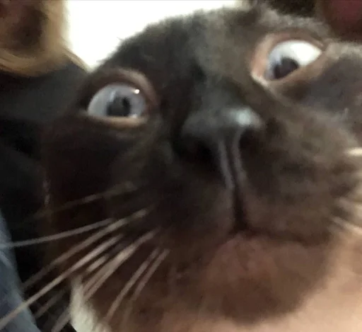 Стикер loshara :: @fStikBot - 3