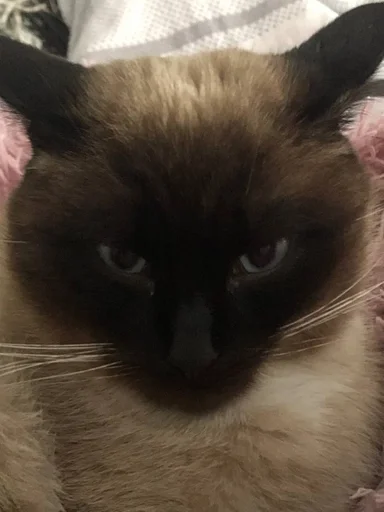 Стикер loshara :: @fStikBot - 1