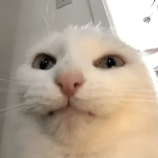 Sticker лошпедкиଘ(੭ˊ꒳​ˋ)੭✧ - 4